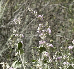 Malacothamnus hallii