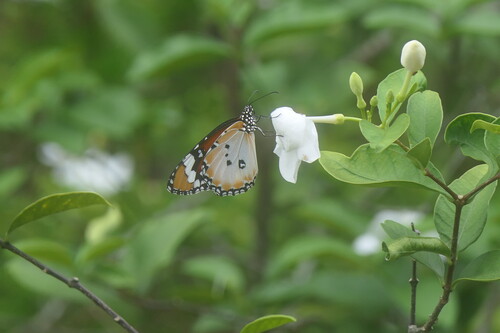 Danaus chrysippus chrysippus