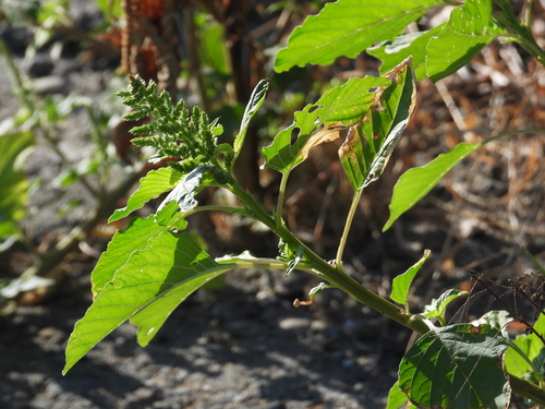 Amaranthus viridis observed 2026-10-19