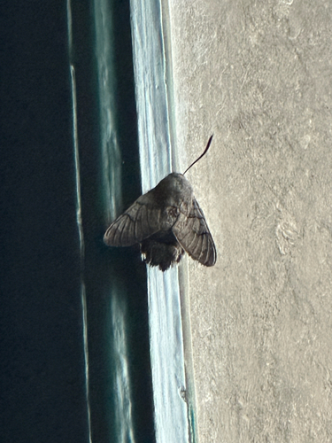Eurasian Hummingbird Hawkmoth