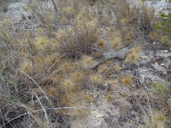 Spinifex longifolius