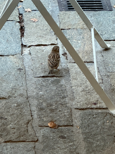 House Sparrow