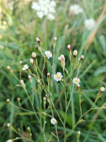saltmarsh aster