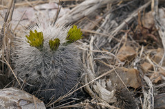 Echinocereus canus