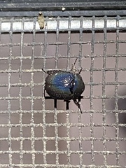 Germarostes globosus