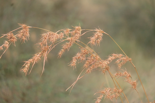 Themeda quadrivalvis observed 2026-10-18