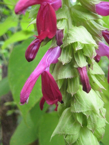Michoacan Pendulant Sage (Salvia gravida)