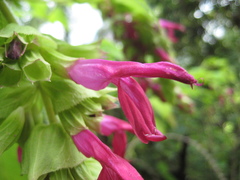 Salvia gravida
