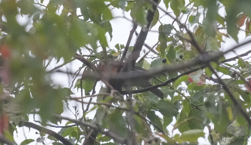 Grey-backed Thrush