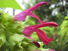Salvia gravida