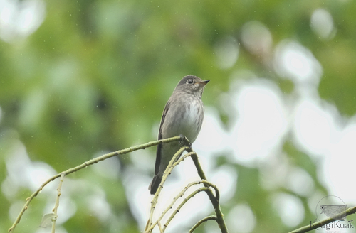 Muscicapa sibirica observed 2026-10-19