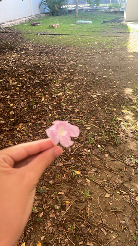 Tabebuia heterophylla observed 2026-10-19