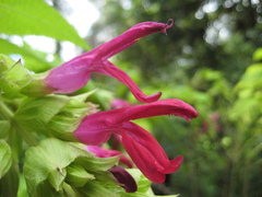 Salvia gravida
