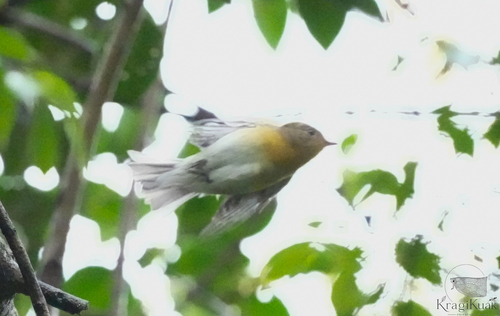 Mugimaki Flycatcher