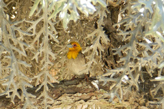 Ploceus sakalava