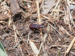 Stenomorphus californicus