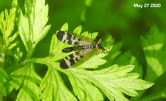 Mecoptera