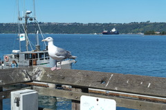 Larus glaucescens