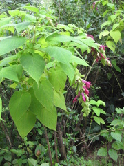 Salvia gravida