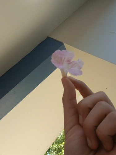 Tabebuia heterophylla observed 2026-10-19