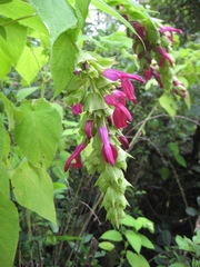 Salvia gravida