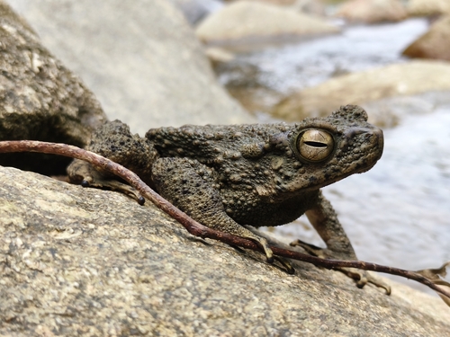 Phrynoidis asper observed 2026-10-19