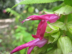 Salvia gravida