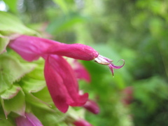 Salvia gravida