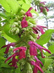 Salvia gravida