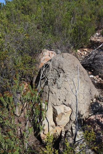 Snouted Harvester Termite photo 5
