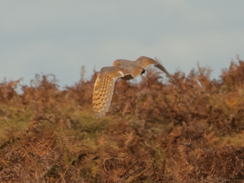 iNaturalist image
