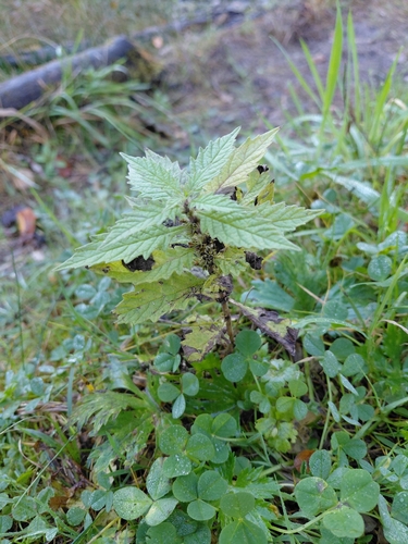 European water-horehound