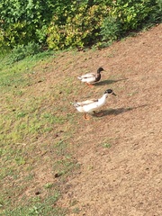 Anas platyrhynchos domesticus