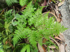 Davallia denticulata