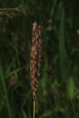Ischaemum guianense