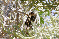 Ploceus sakalava