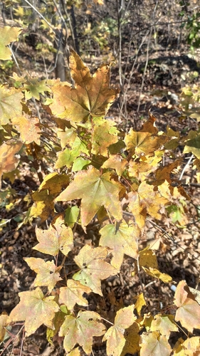 Acer pictum observed 2026-10-19