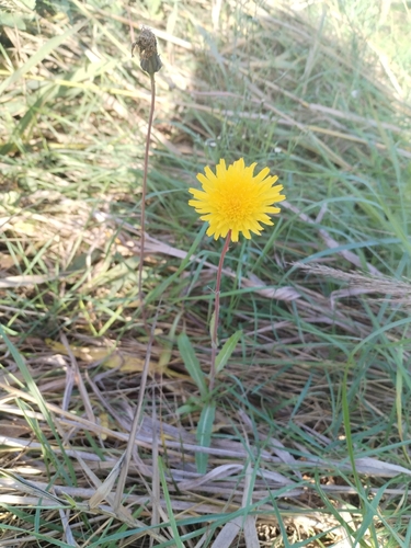 Sonchus maritimus