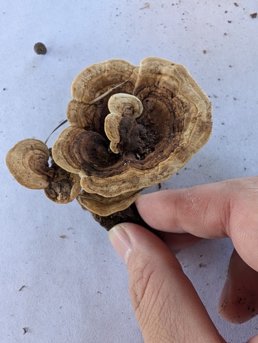 Rigidoporus lineatus observed 2026-10-18