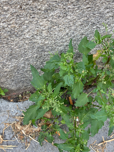 Chenopodiastrum murale observed 2026-10-19