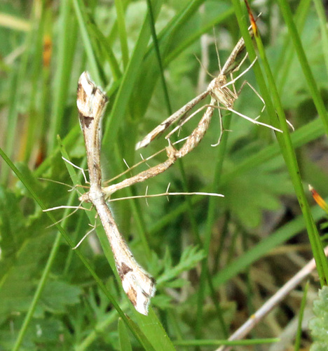 Artichoke Plume Moth photo 3