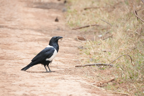 iNaturalist image