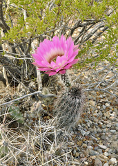 Echinocereus chisosensis