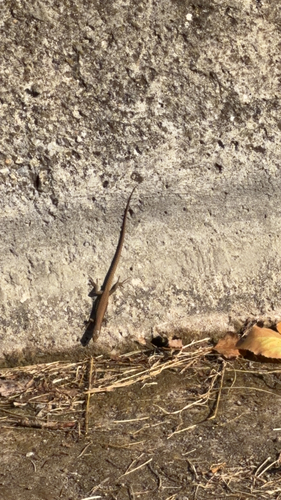Common Wall Lizard
