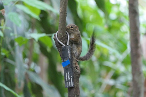 Sundasciurus, 2026-10-19