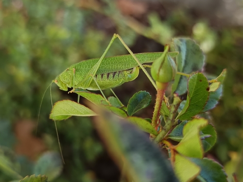 Mediterranean Katydid
