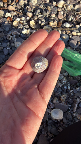 Calliostoma zizyphinum observed 2026-10-18