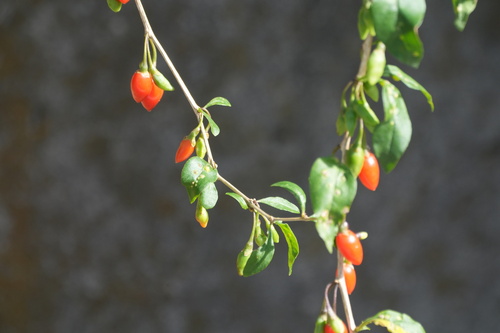 Lycium chinense observed 2026-10-19