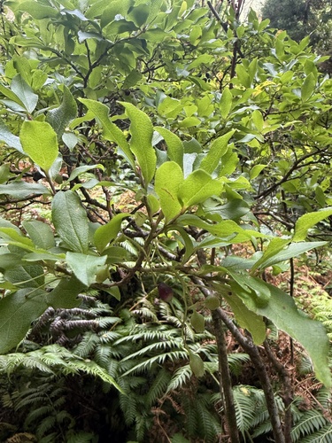 Vaccinium cylindraceum observed 2026-10-19