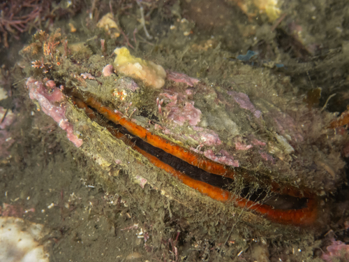 Crassadoma gigantea, 2026-10-18